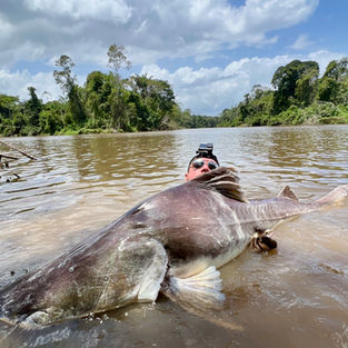 coppename river piraiba