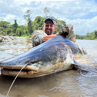 giant piraiba catfish