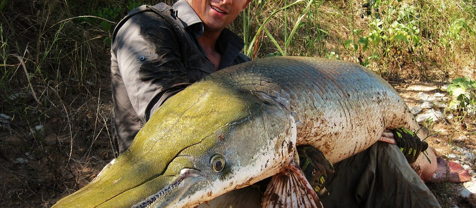 Two Days on the Red River - Alligator Gar