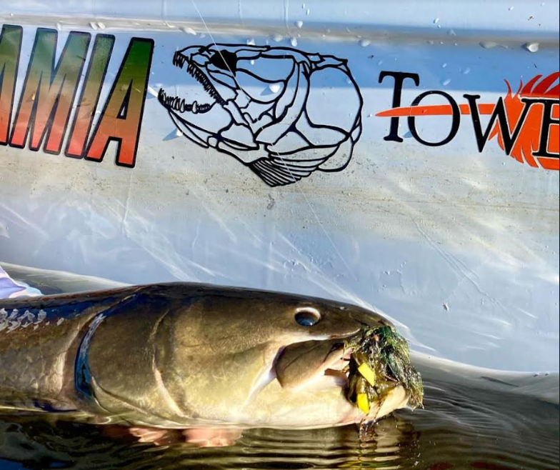 fly fishing for bowfin