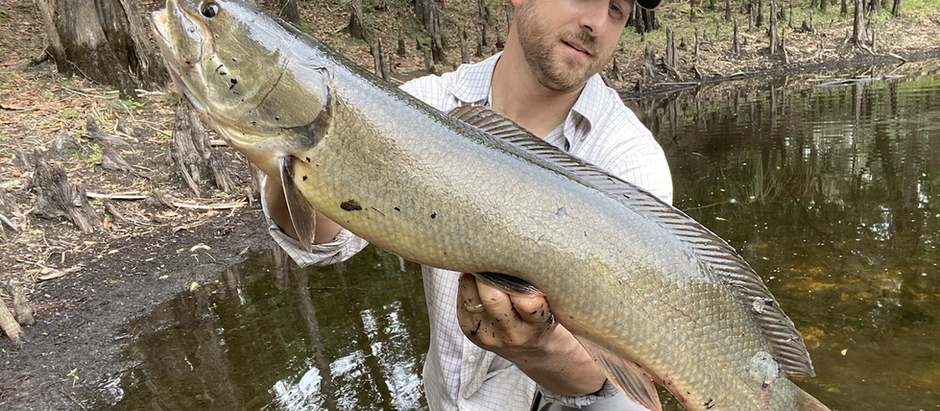 Finding More Bowfin