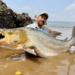Goliath Tigerfish
