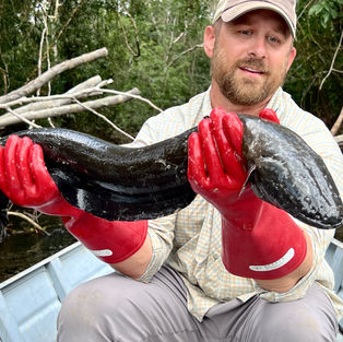 fishing for electric eels