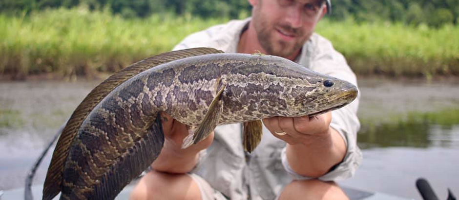 The Northern Snakehead: 2 Decades Later