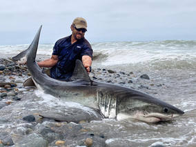 The King of All Fish! The Great White Shark