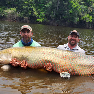 Arapaima fishing in Guyana