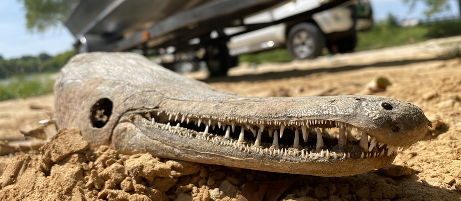 Convergence: An Alligator Gar Journey