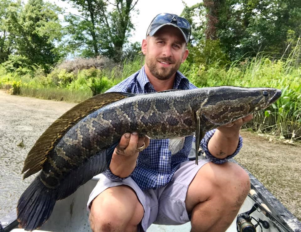 virginia snakehead