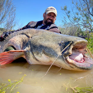 giant wels catfish