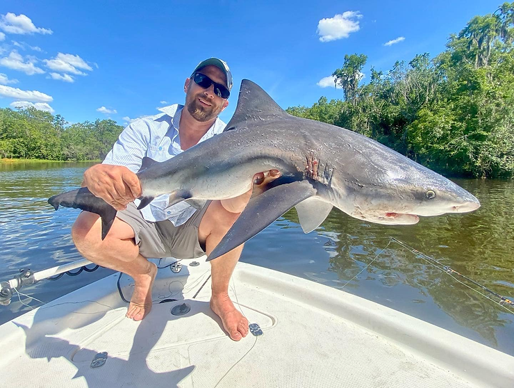 freshwater bull shark