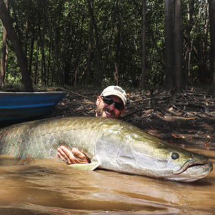 Essequibo River arapaima