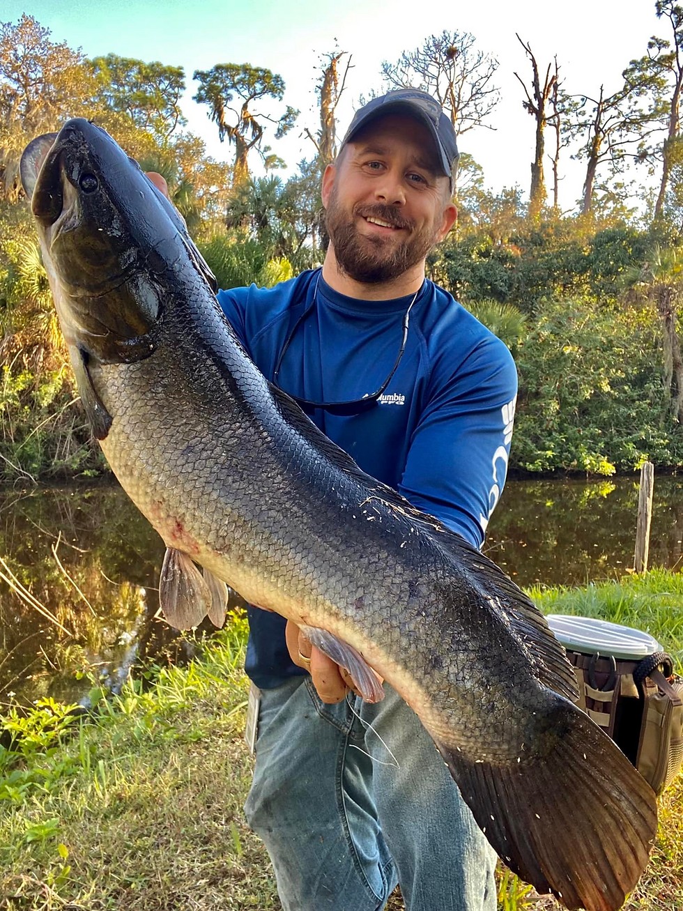 very large bowfin. Huge bowfin. giant bowfin