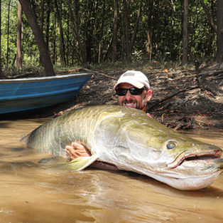Essequibo River arapaima
