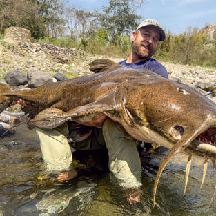 goonch catfish