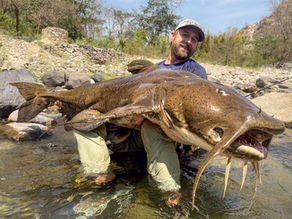 Goonch catfish