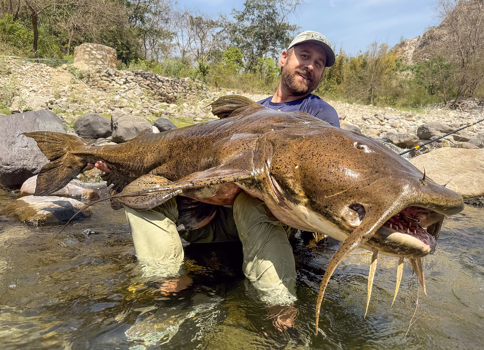 Goonch catfish
