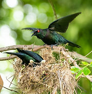 Metallic Starlings at their nest site in Cairns, Queensland.