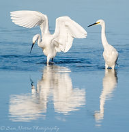 Sapphire-Nature-Tours_Egrets-131.jpg