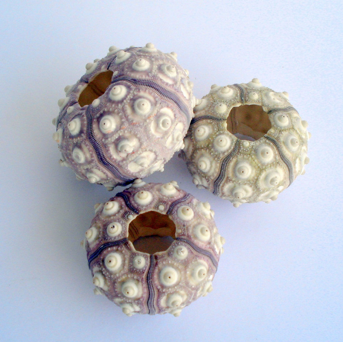 Sputnik Sea Urchin Single Choose Your Size