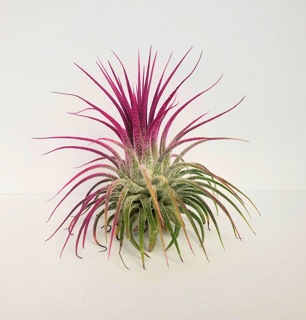 Thumbnail: Air plant iona Turquoise