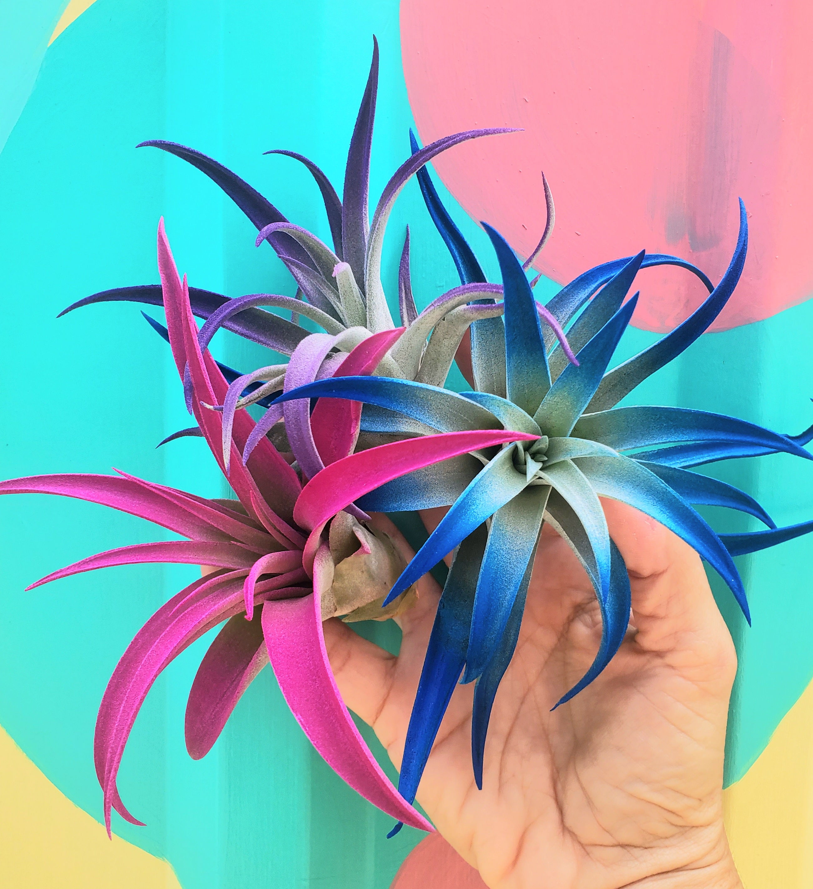 Fun Pack Vivid Collection 