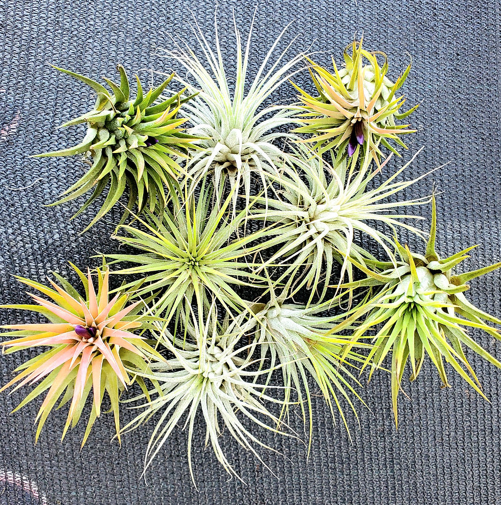 Thumbnail: Air Plant Iona 3 for 1 Deal