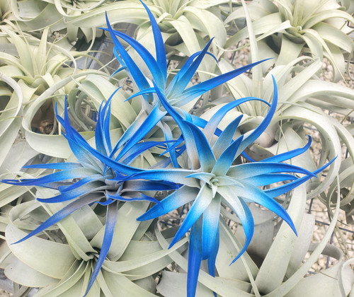 Dark Blue Indigo Air plant 3 or 5 Pack | Air Plant Tillandsia