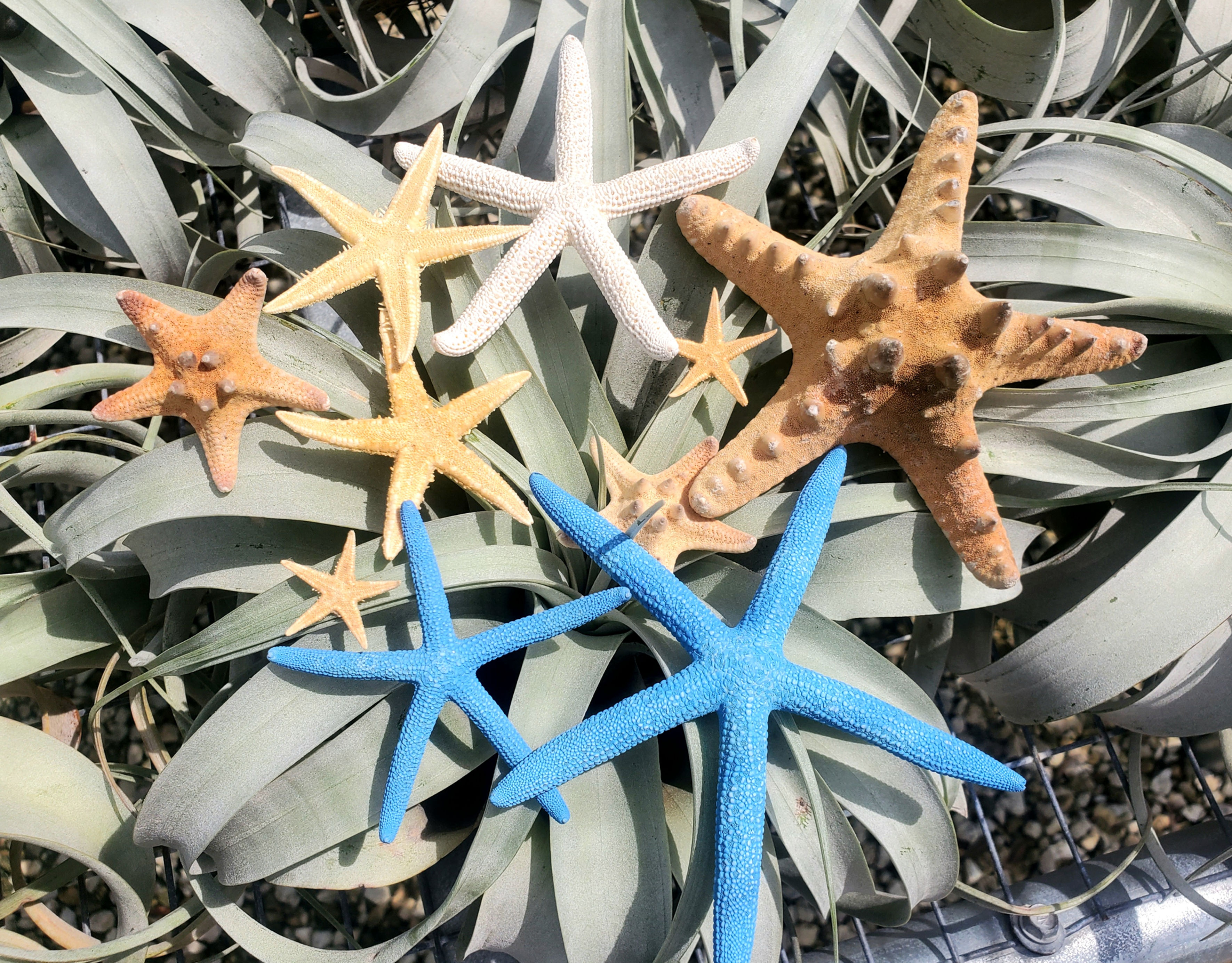 Starfish Sampler pack set of 9 random assortment size range 1-4"