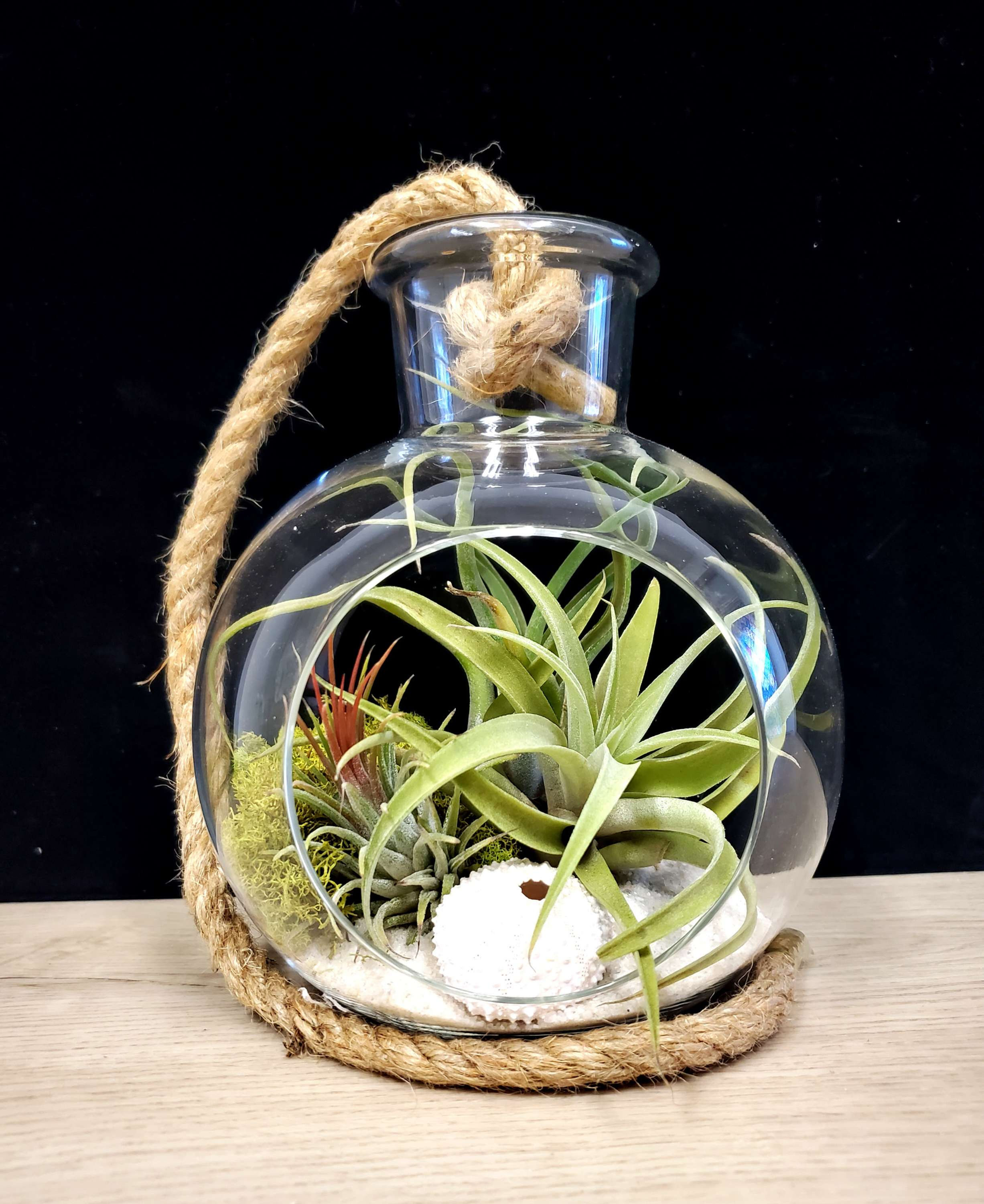 Air Plant Terrarium with rope as seen in picture