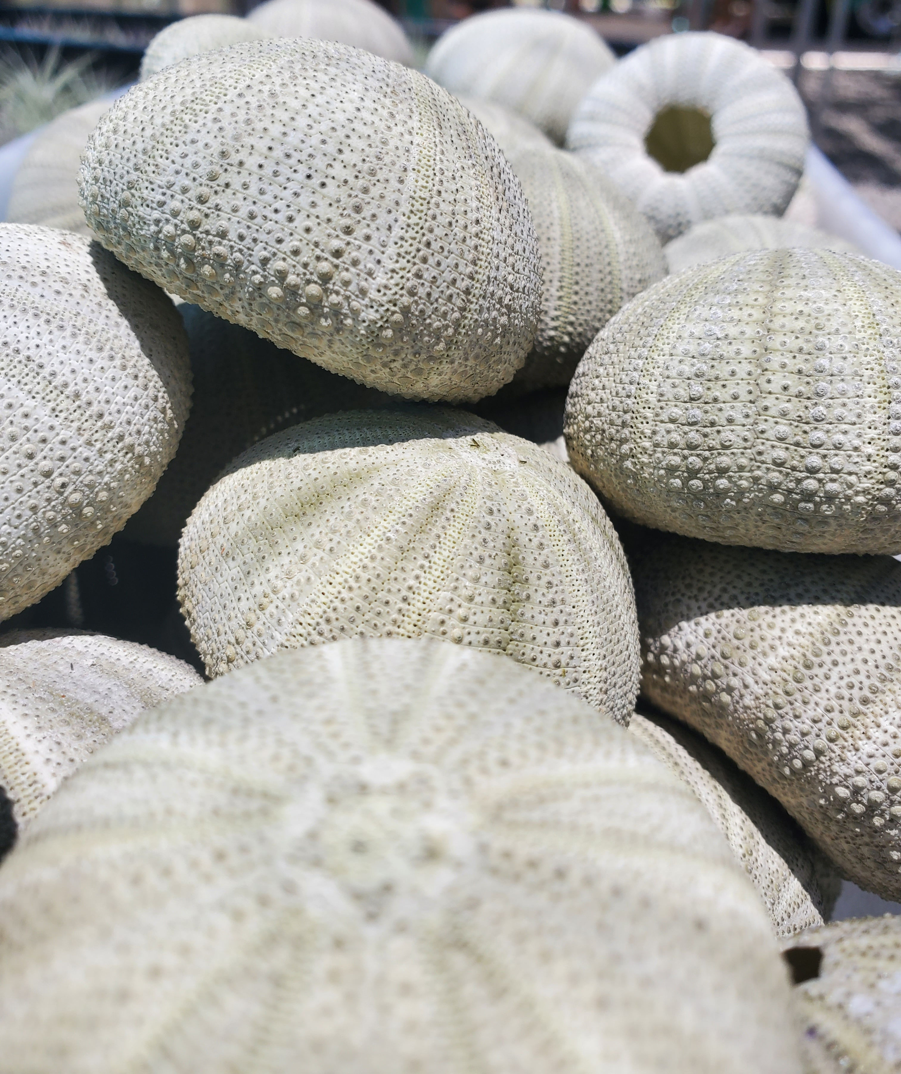 Sea Urchin Green SINGLE urchin