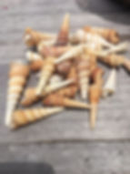 Unicorn Horn Turitella Turetella Sea Shell Assorted Sizes Range 1-3" Set of 15