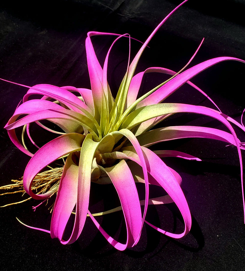 Thumbnail: Air Plant Xerographica enhanced Small-Medium size
