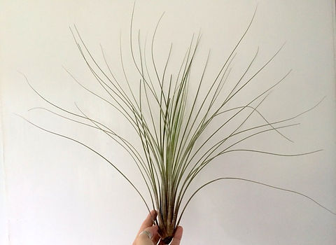 Air Plant Juncea Single Choose your size