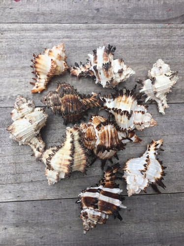 Murex Endivia Sea Shell Set of 10 | Air Plant Tillandsia