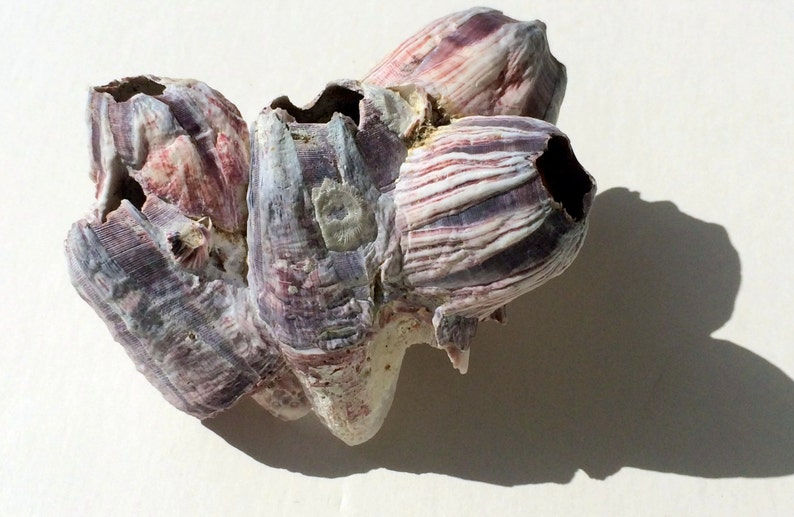 Thumbnail: Tulip Barnacle Single Choose your size