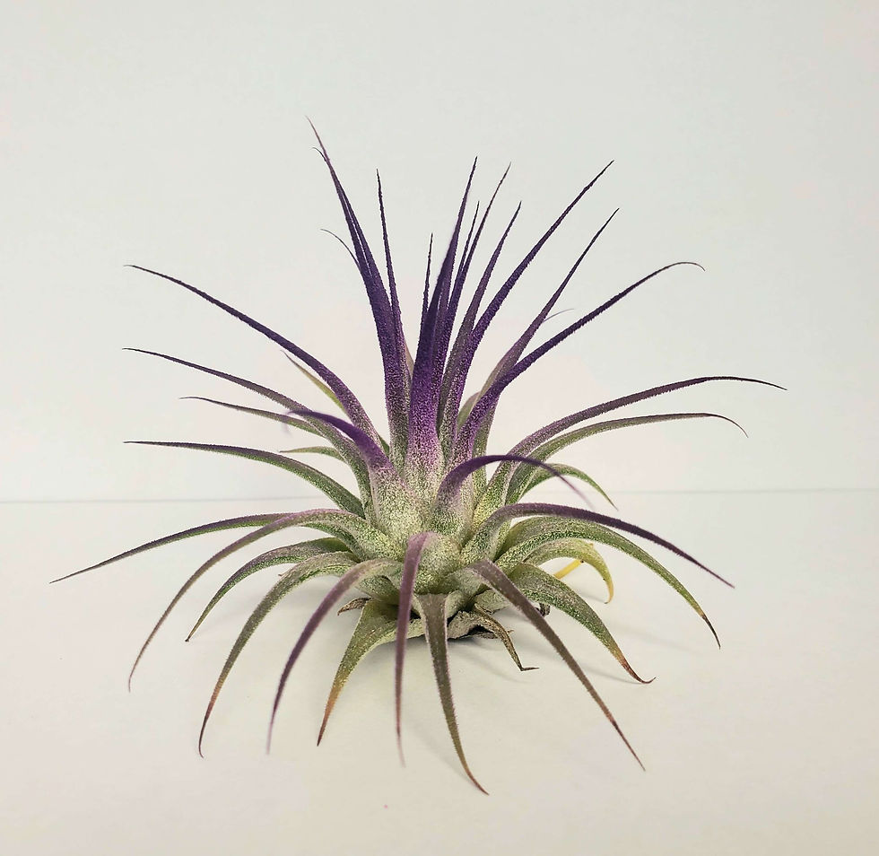 Thumbnail: Air plant iona Hot Pink