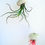 Thumbnail: Air Plant Green Sea Urchin Hanging Planter Choose your Quantity
