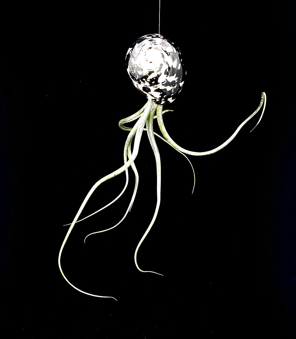 Thumbnail:  Air Plant hanging in a black and white sea shell