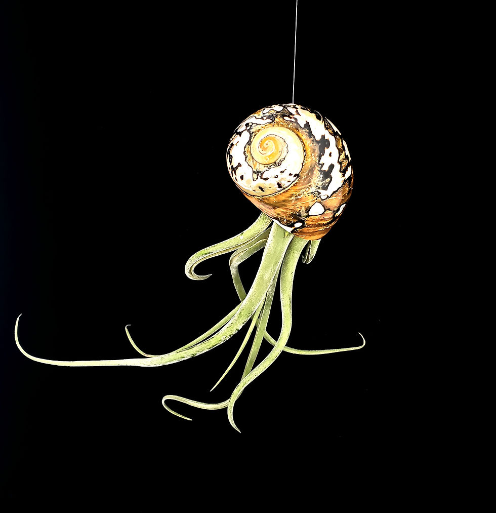 Thumbnail:  Air Plant hanging in a Sarmaticus sea shell