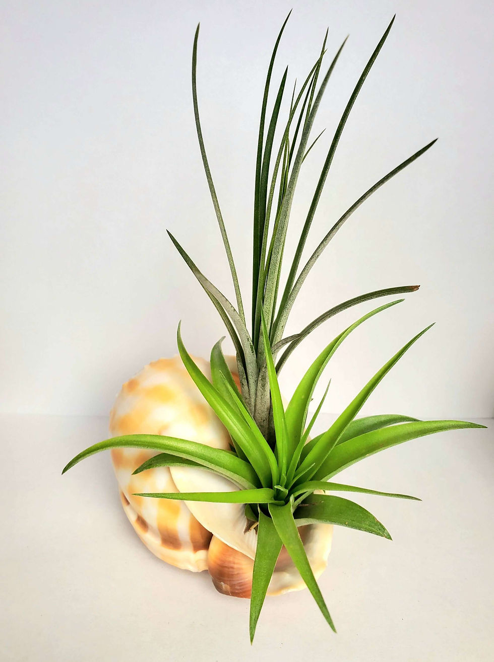Thumbnail: Air Plants in a Bandatum sea shell