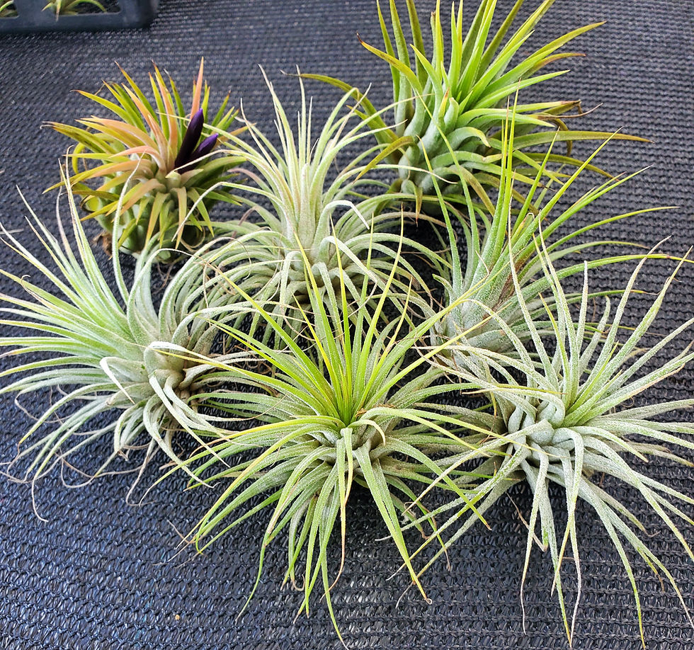 Thumbnail: Air Plant Iona 3 for 1 Deal
