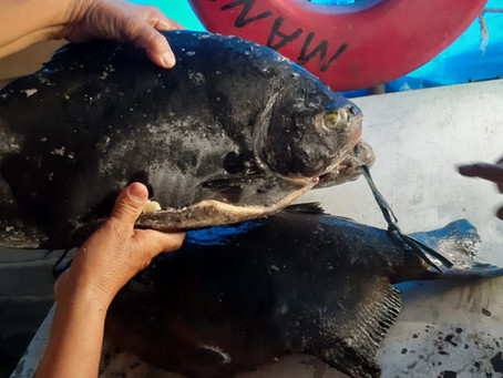 De onde veio o Peixe?