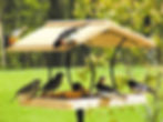 bird feeder-1