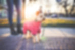 cute-yorkshire-terrier-with-clothes-picjumbo-com