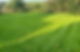 Freshly mowed lawn with stripes, bordered by shrubs and wooden fence