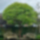 A lush, green-leaved tree in a backyard, framed by a wooden fence