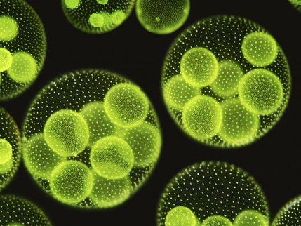 Variation among algae.