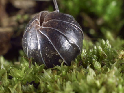 Adaptation of woodlice to temperature change.