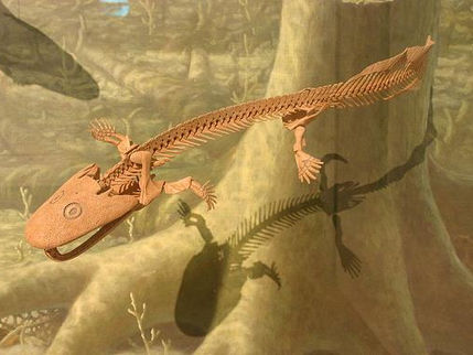 Evolution of tetrapods from crossopeygian (fin lobed)