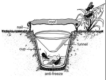 Use of pitfall traps to investigate arthropod diversity.